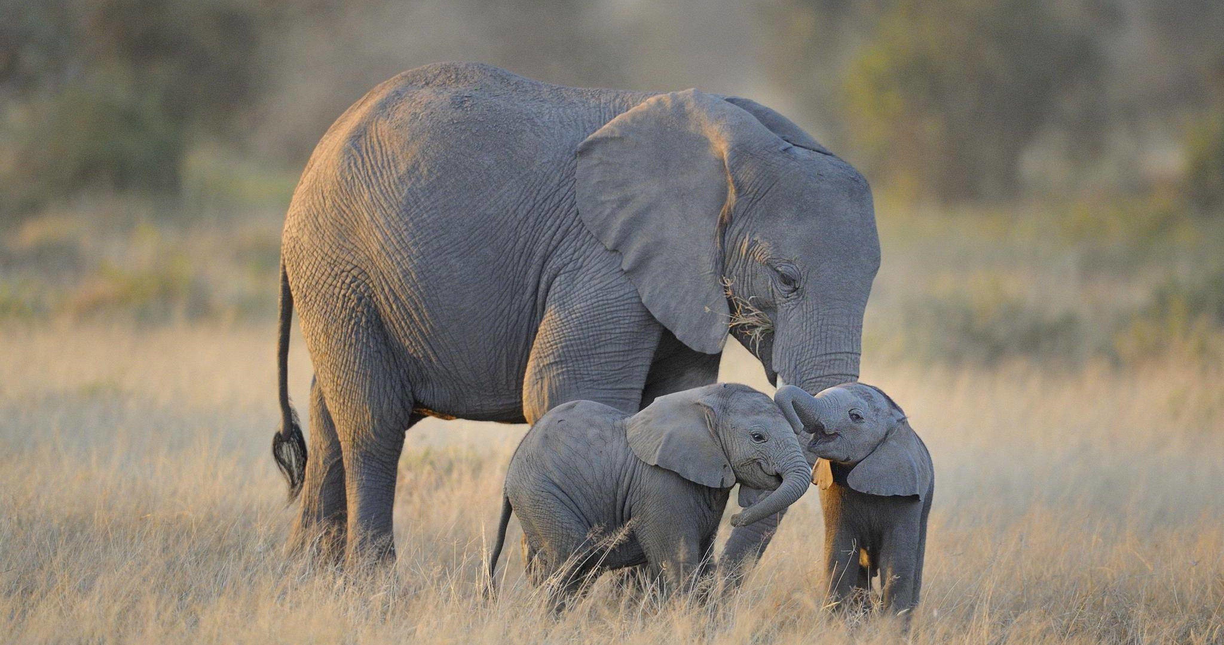 Elephant 4K Wallpapers Top Free Elephant 4K Backgrounds WallpaperAccess