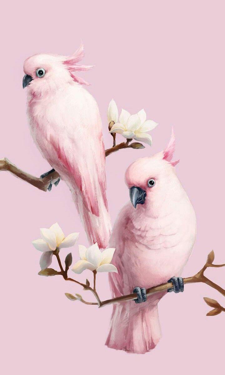 Pink Bird Wallpapers Top Free Pink Bird Backgrounds WallpaperAccess