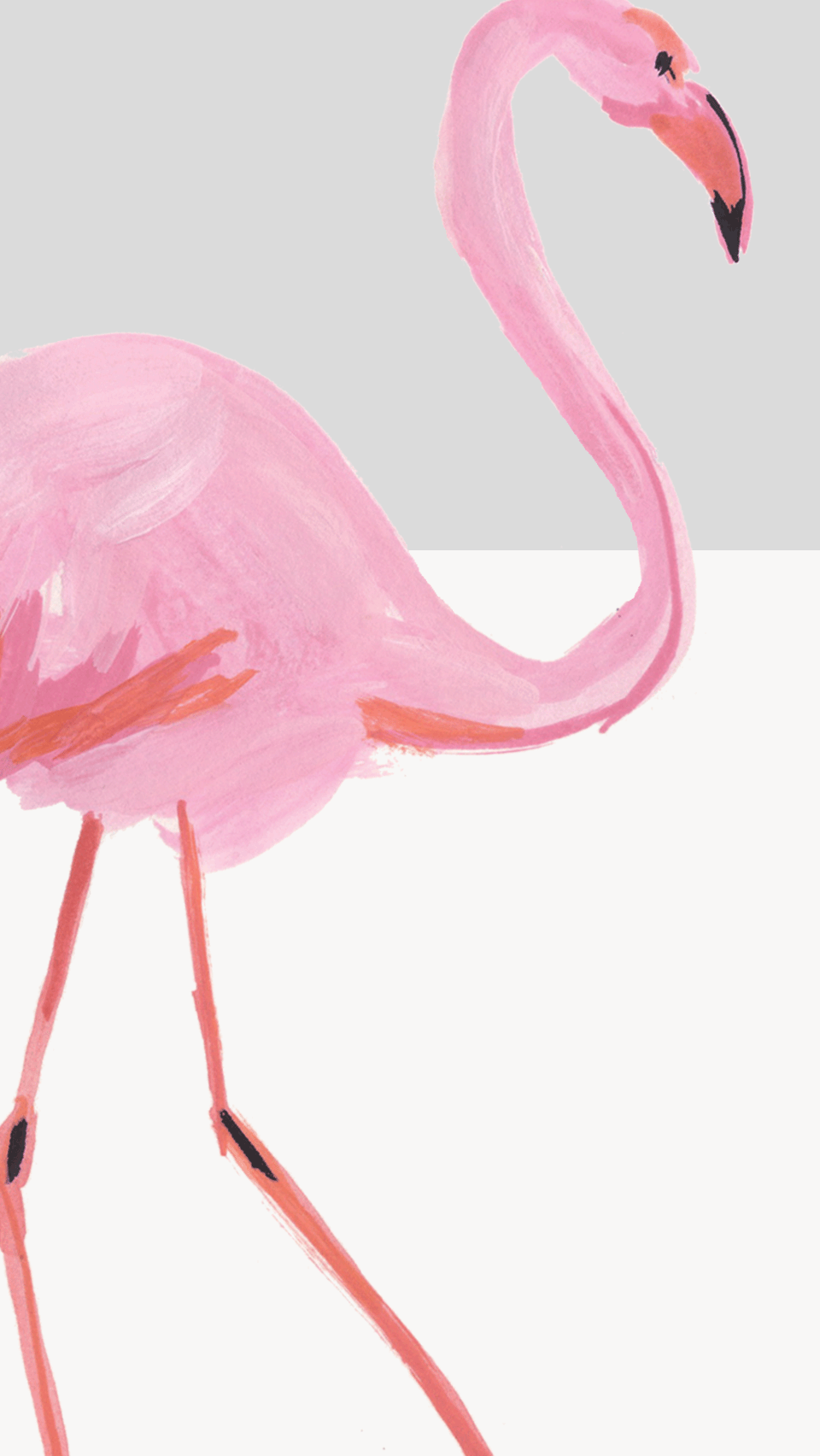Pink Bird Wallpapers Top Free Pink Bird Backgrounds WallpaperAccess