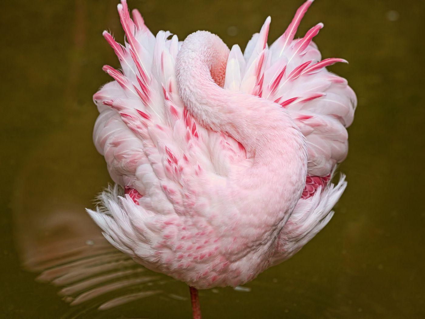 Pink Bird Wallpapers Top Free Pink Bird Backgrounds WallpaperAccess