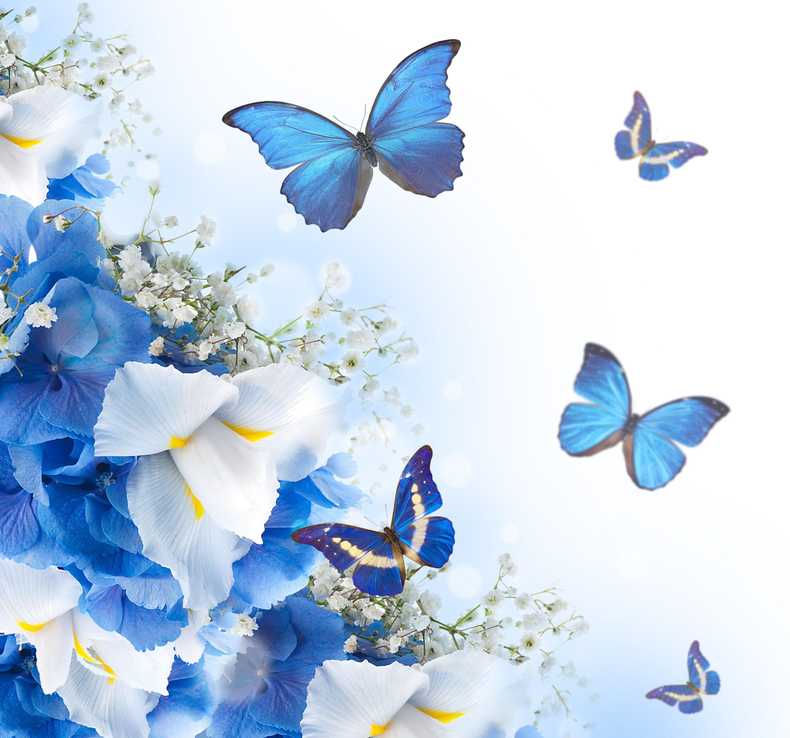 Blue Butterfly Wallpapers Top Free Blue Butterfly Backgrounds
