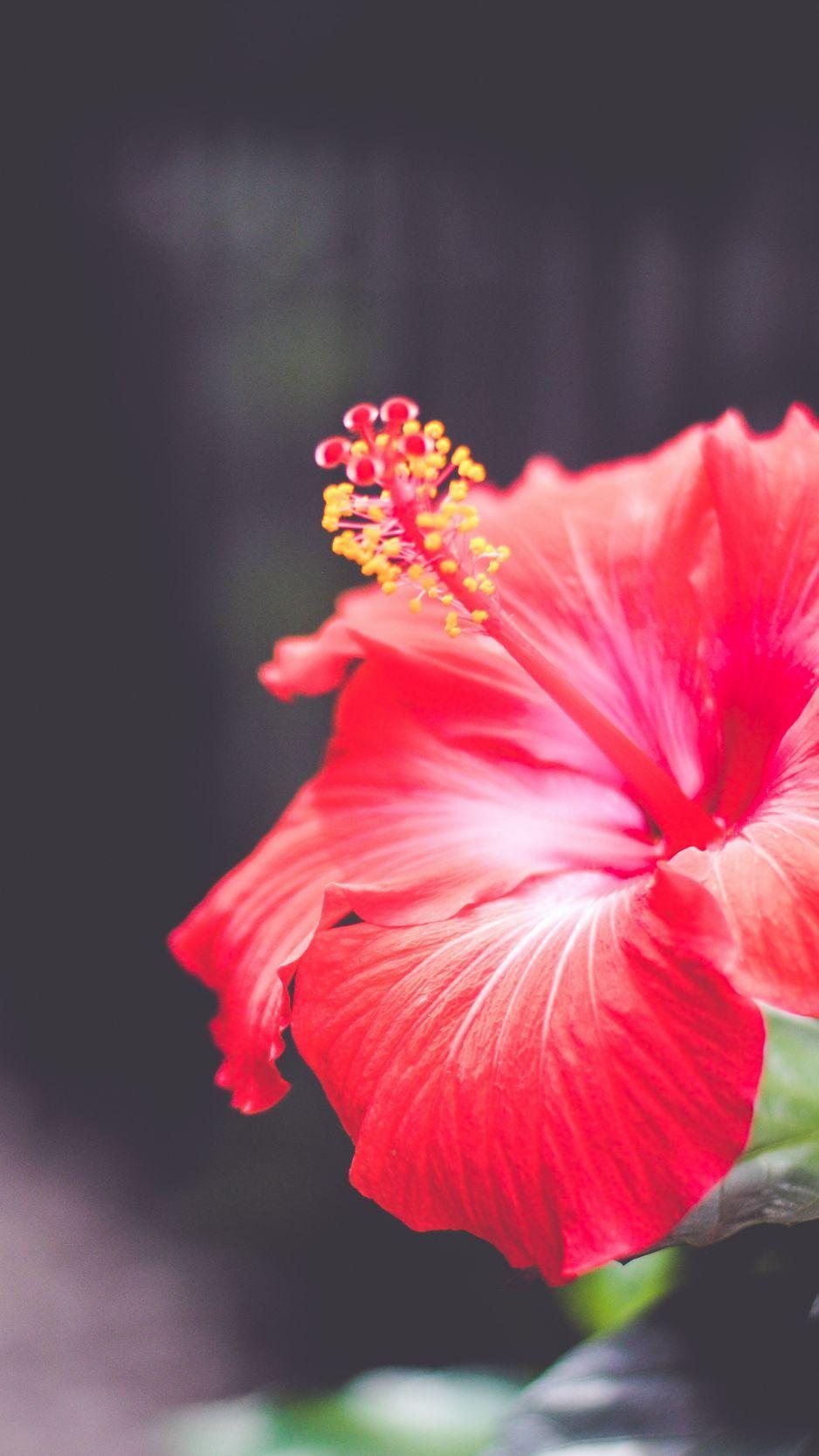 Hibiscus iPhone Wallpapers Top Free Hibiscus iPhone Backgrounds