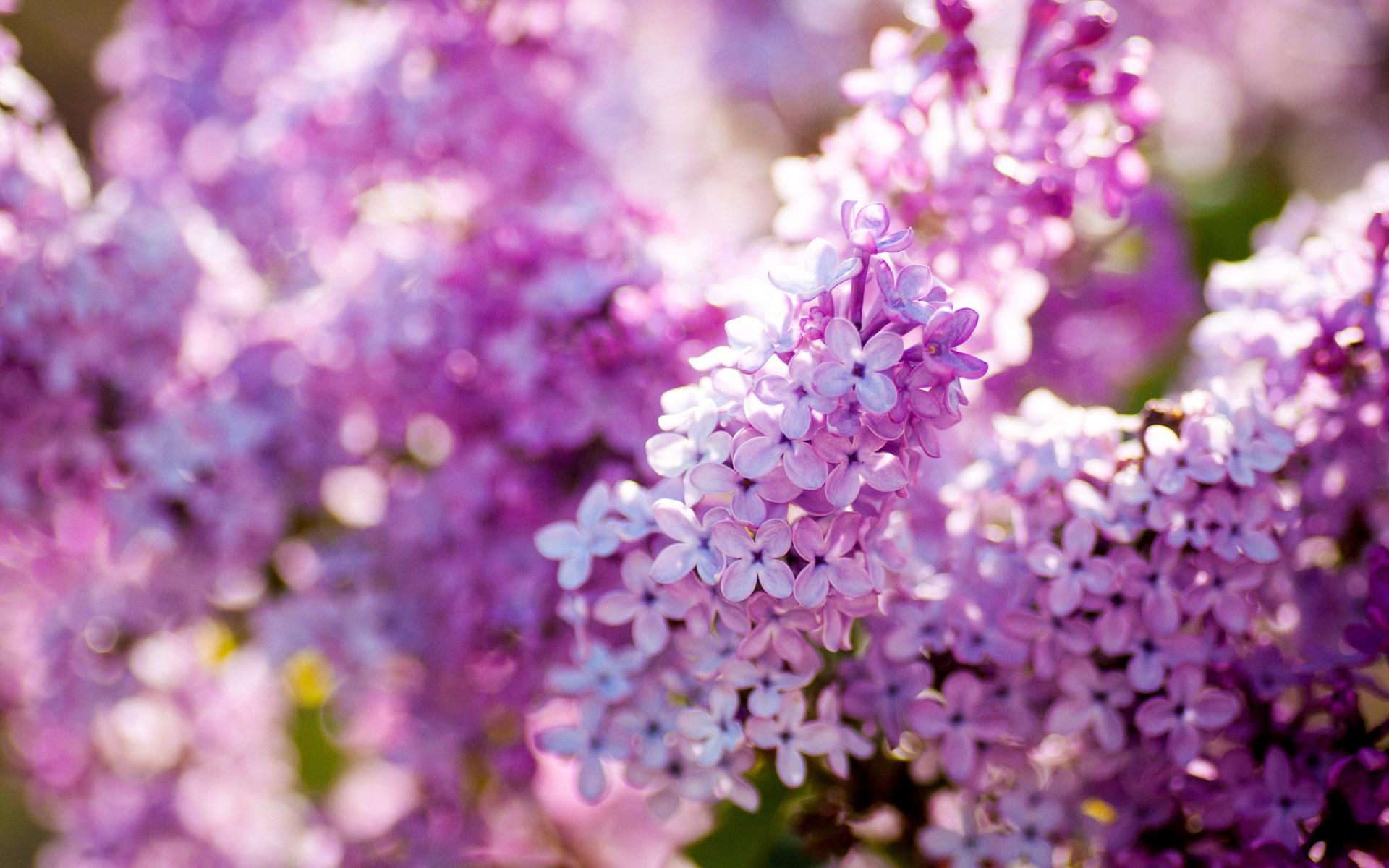Lilac Flower Wallpapers Top Free Lilac Flower Backgrounds