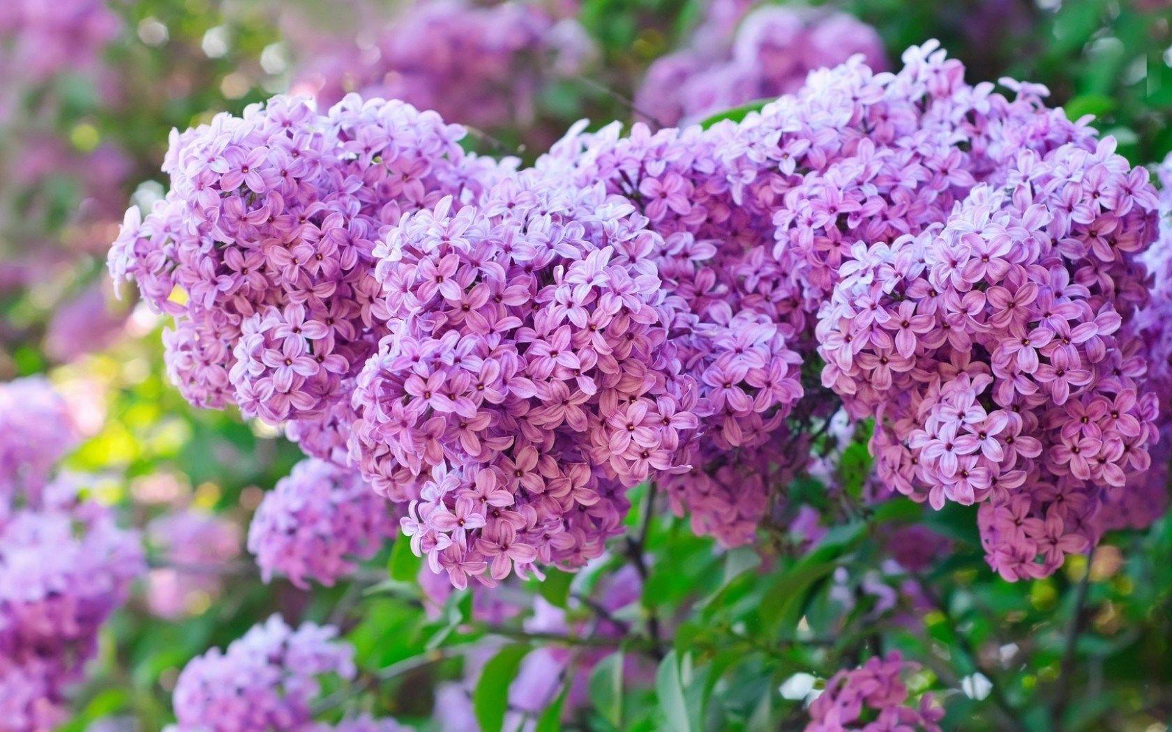 HD Lilac Wallpapers Top Free HD Lilac Backgrounds WallpaperAccess