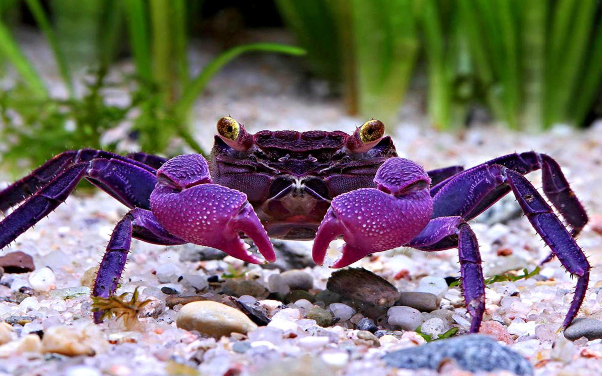 Crab Wallpapers Top Free Crab Backgrounds WallpaperAccess