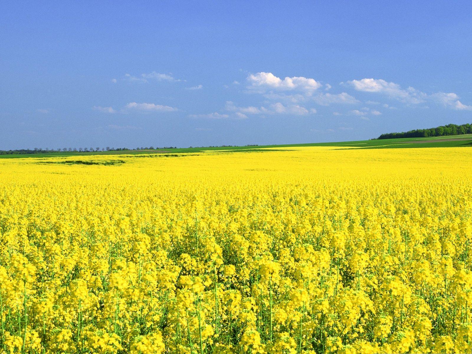 Yellow Flower Field Wallpapers Top Free Yellow Flower Field