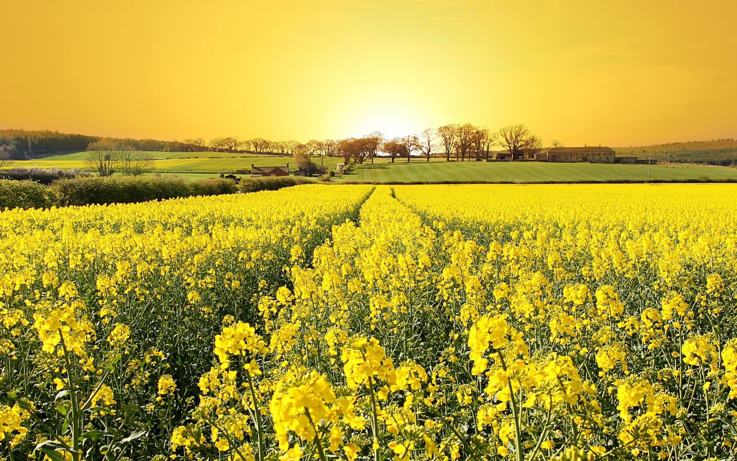 Yellow Flower Field Wallpapers Top Free Yellow Flower Field