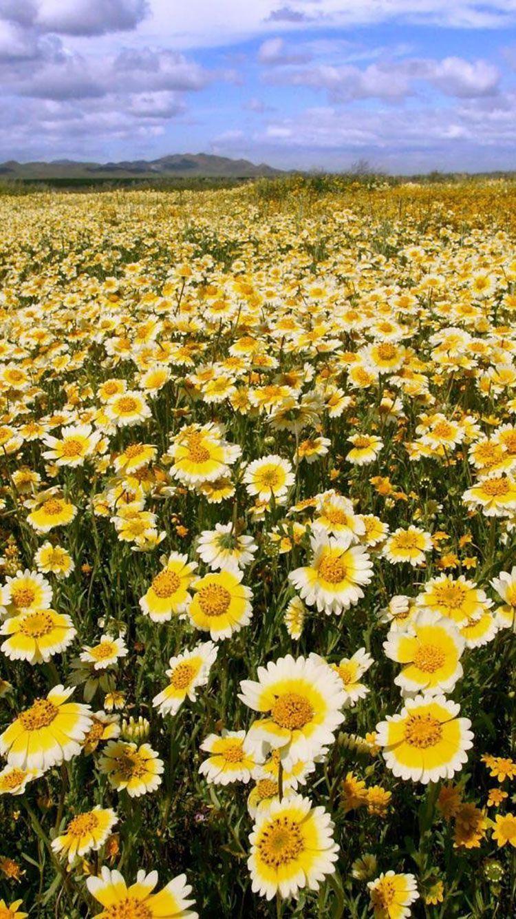 Yellow Flower Field Wallpapers Top Free Yellow Flower Field