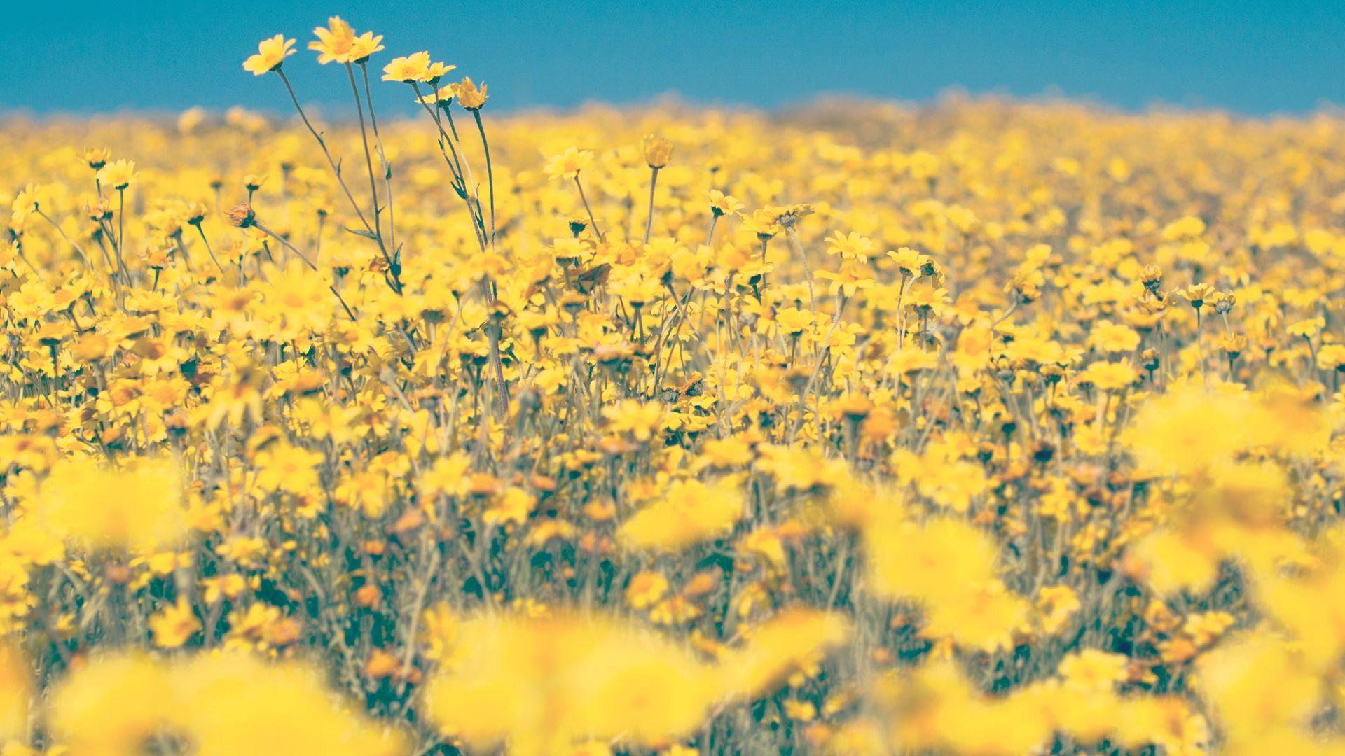 Yellow Flower Field Wallpapers Top Free Yellow Flower Field