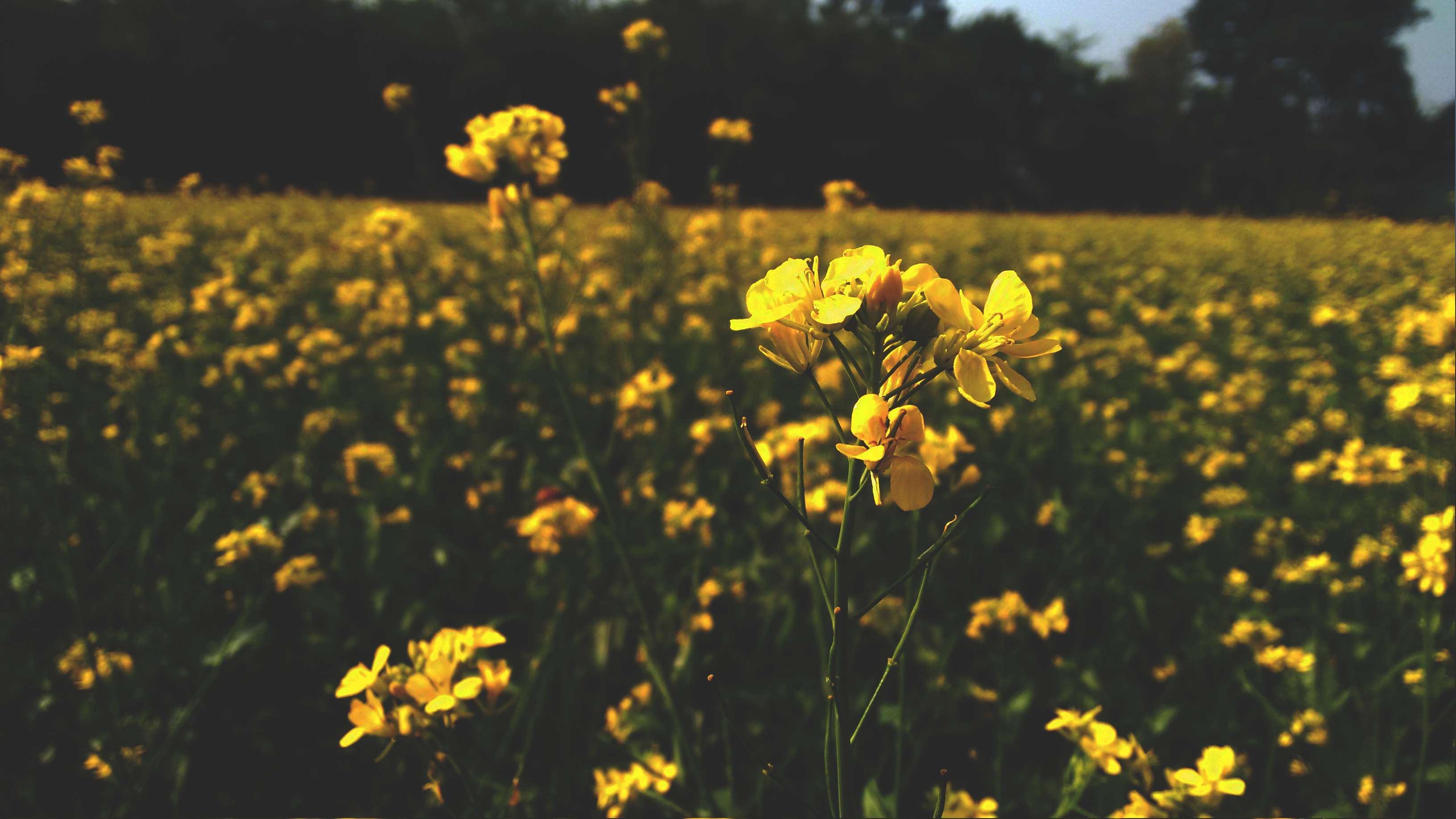 Yellow Flower Field Wallpapers Top Free Yellow Flower Field