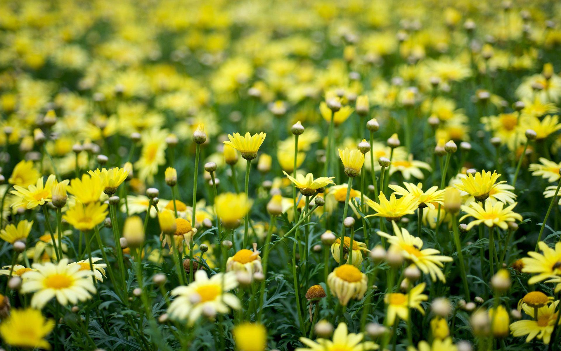 Yellow Flower Field Wallpapers Top Free Yellow Flower Field