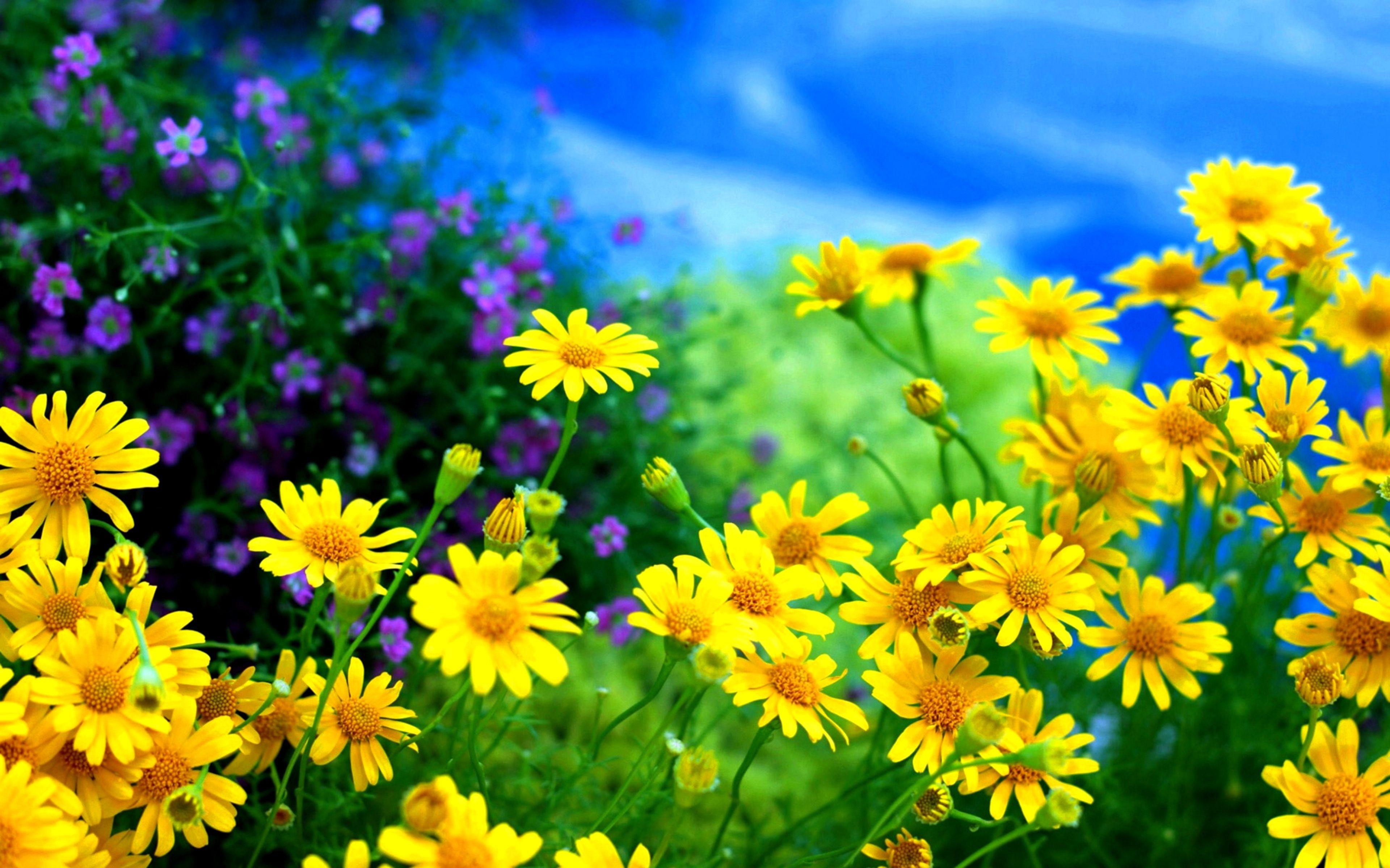 Yellow Flower Field Wallpapers Top Free Yellow Flower Field