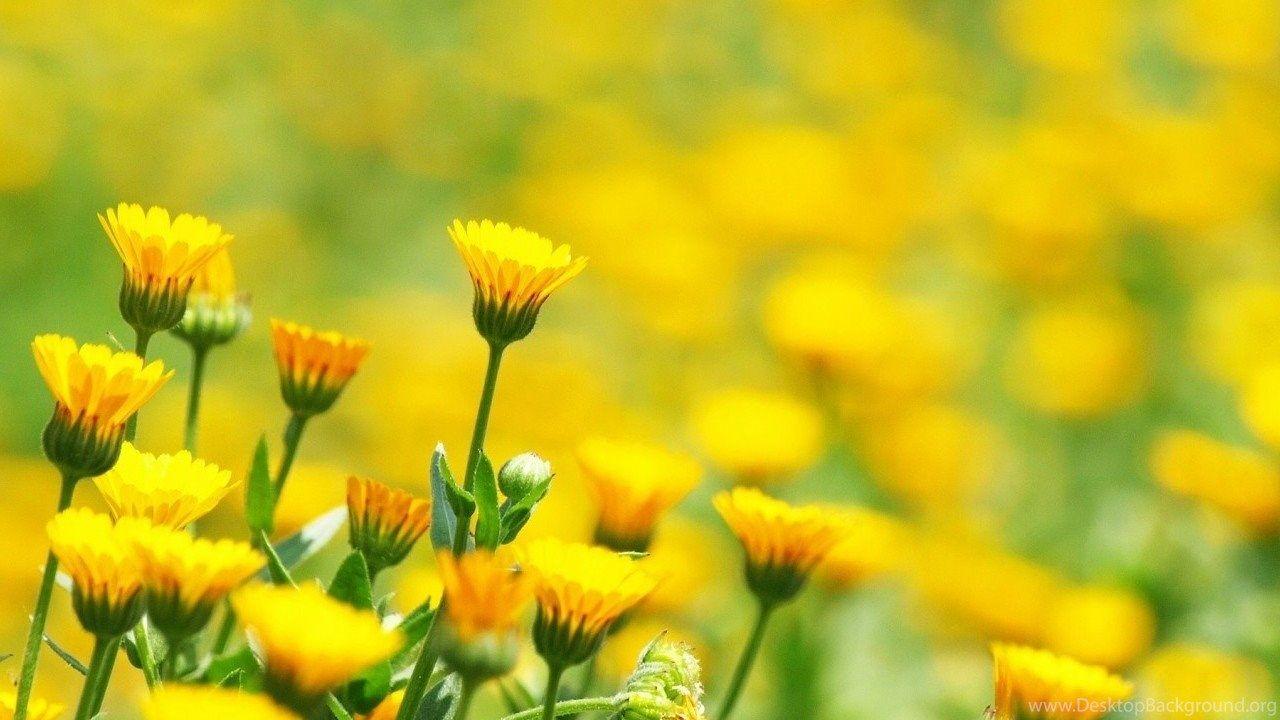 Yellow Flower Field Wallpapers Top Free Yellow Flower Field