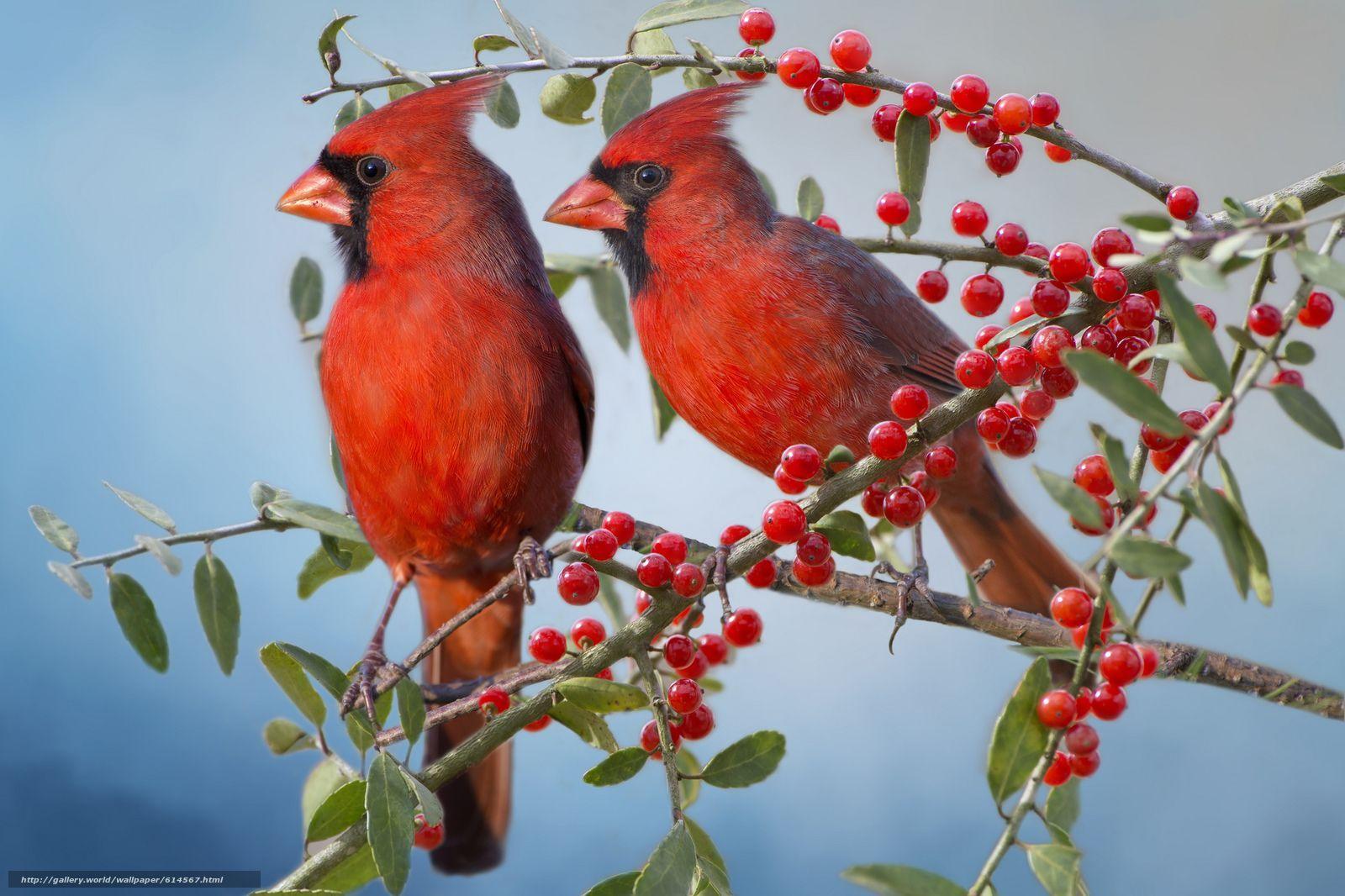 Cardinal Desktop Wallpapers Top Free Cardinal Desktop Backgrounds