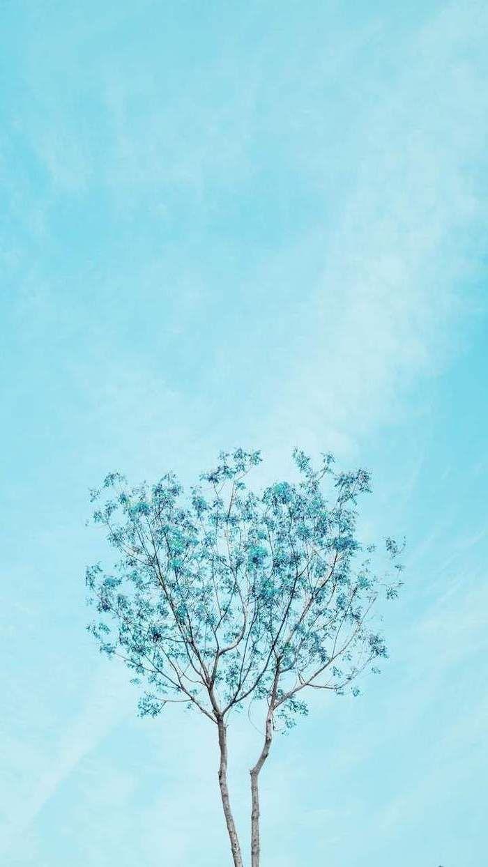 Blue Tree Wallpapers Top Free Blue Tree Backgrounds WallpaperAccess