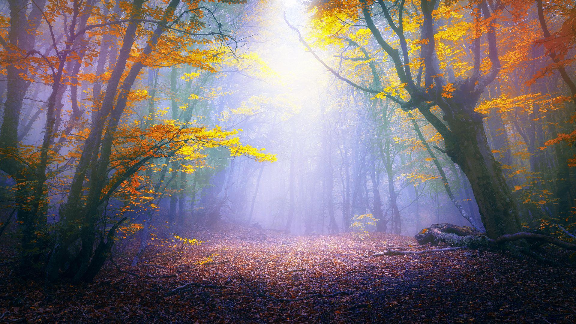 Magical Forest 4K Wallpapers Top Free Magical Forest 4K Backgrounds