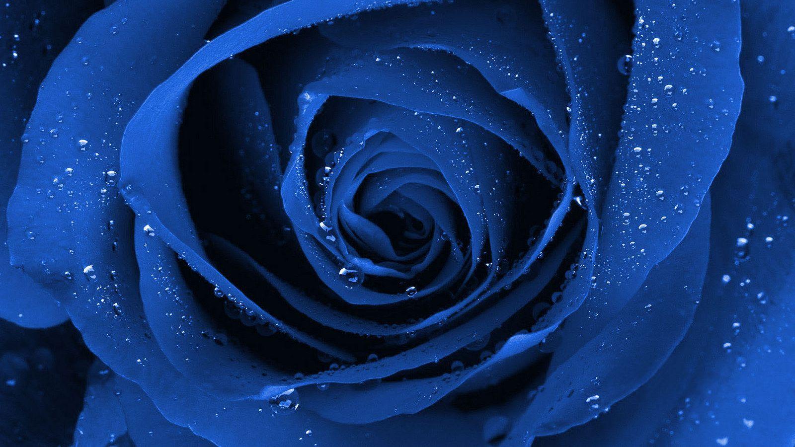 Blue Flower Tumblr Wallpapers Top Free Blue Flower Tumblr Backgrounds