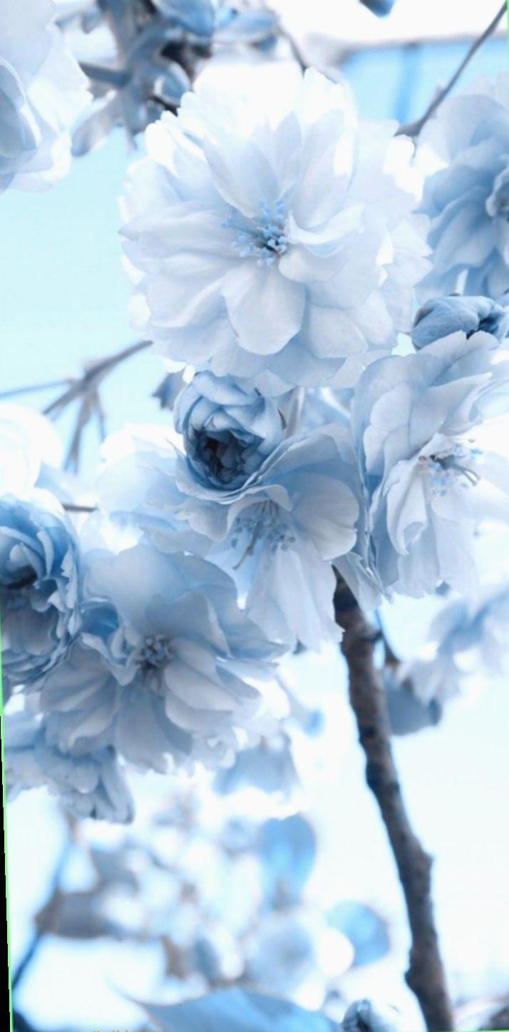 Blue Flower Tumblr Wallpapers Top Free Blue Flower Tumblr Backgrounds
