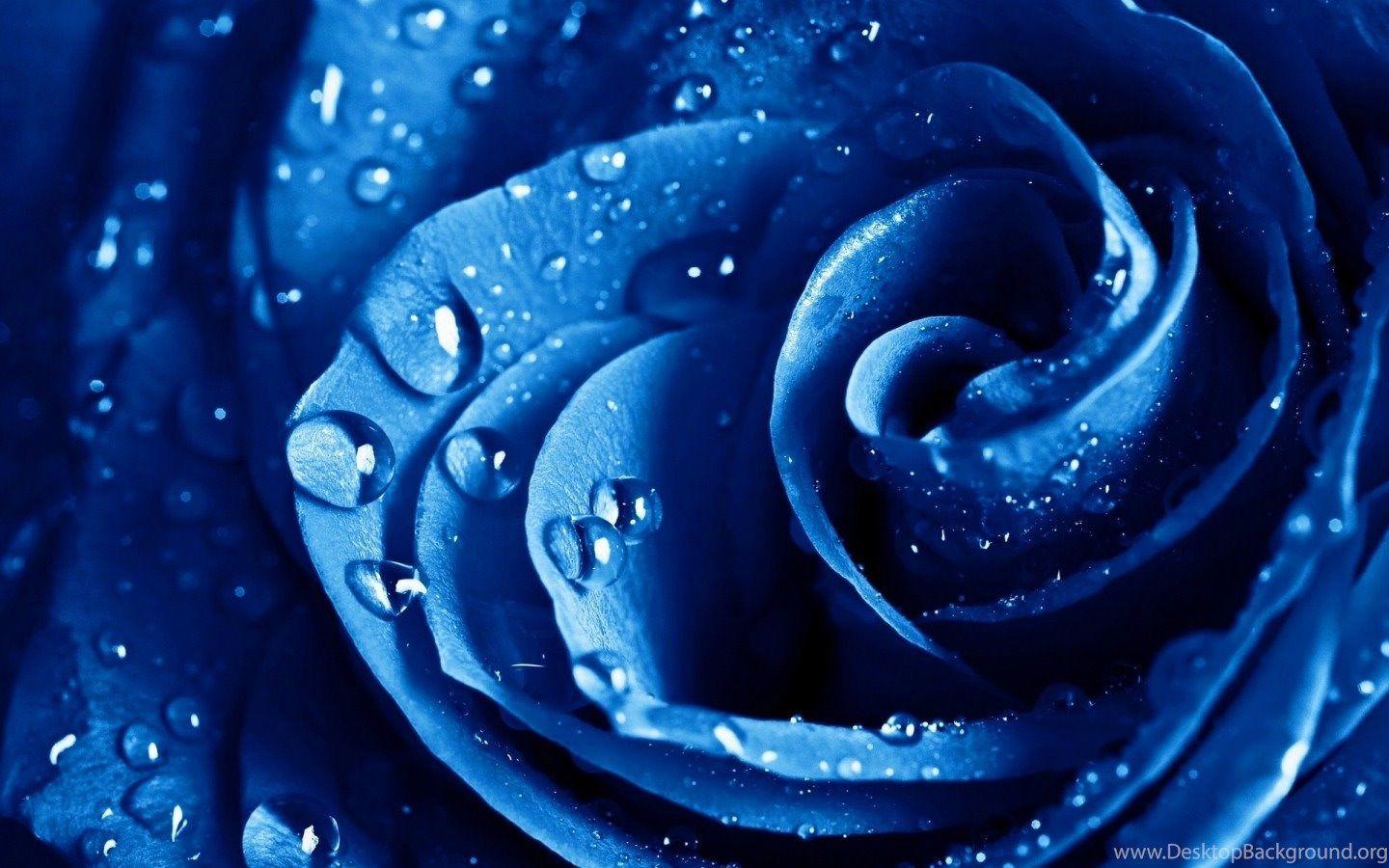 Black and Blue Flower Wallpapers Top Free Black and Blue Flower