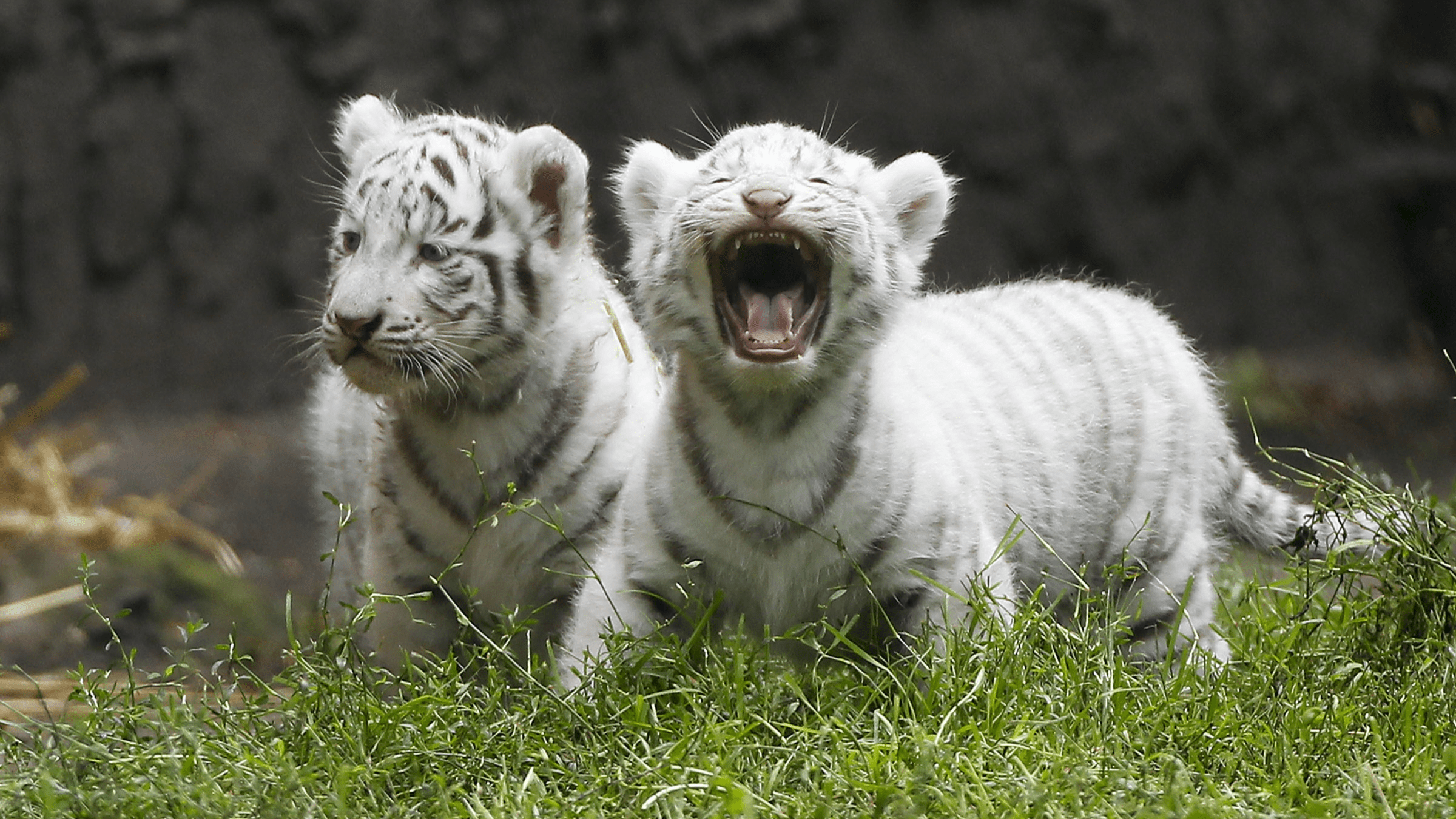 Cute Baby White Tigers Wallpapers Top Free Cute Baby White Tigers