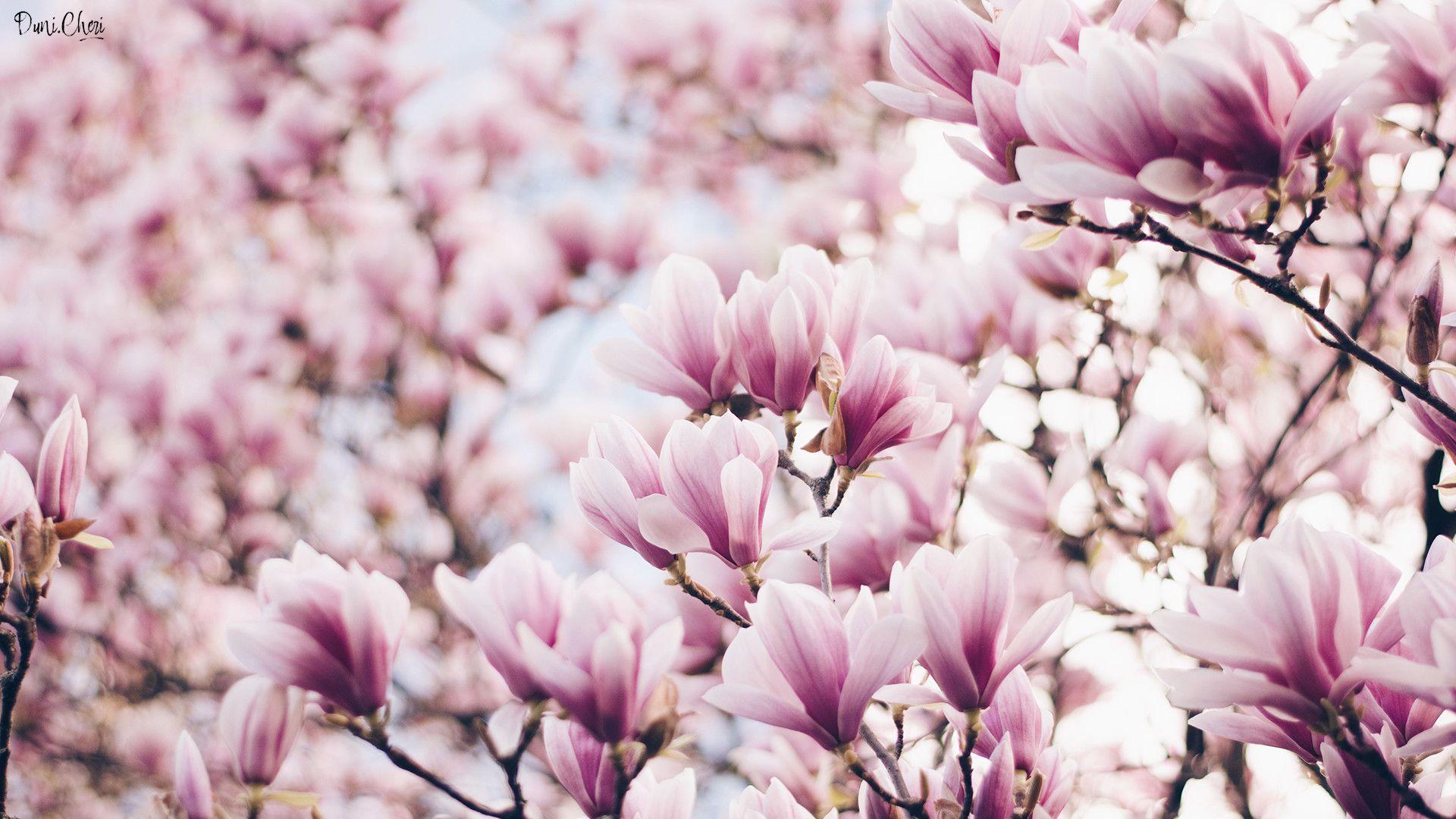 Magnolia Flower Wallpapers Top Free Magnolia Flower Backgrounds