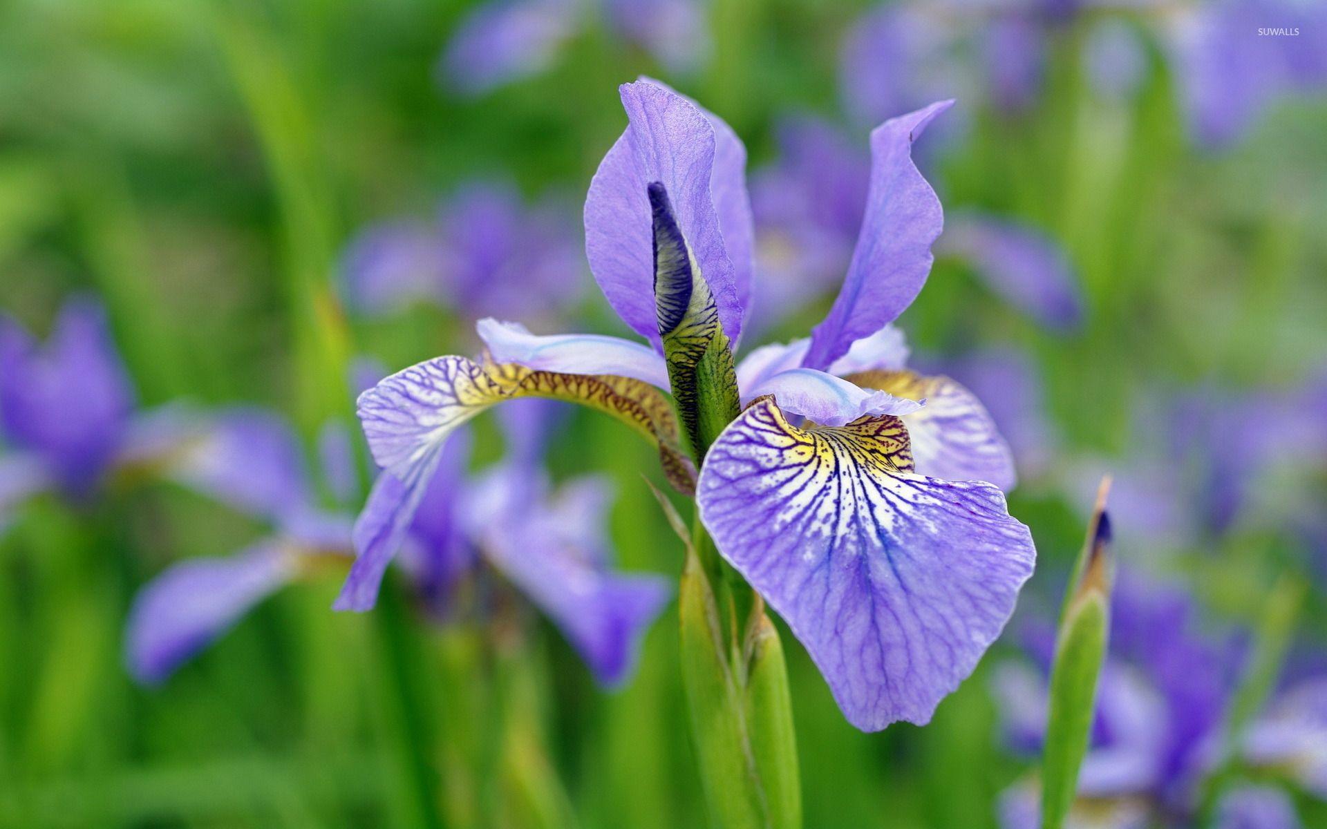 Iris Flower Wallpapers Top Free Iris Flower Backgrounds WallpaperAccess