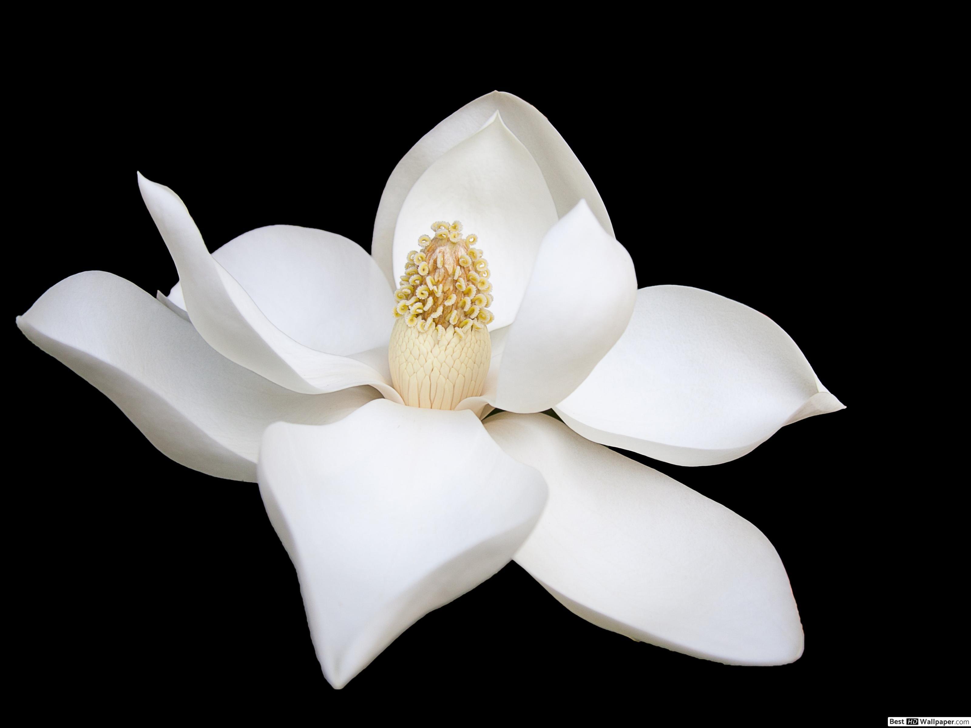 Magnolia Flower Wallpapers Top Free Magnolia Flower Backgrounds