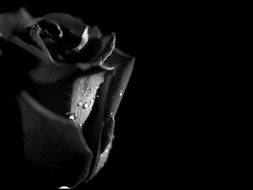 Black Rose HD Wallpapers Top Free Black Rose HD Backgrounds