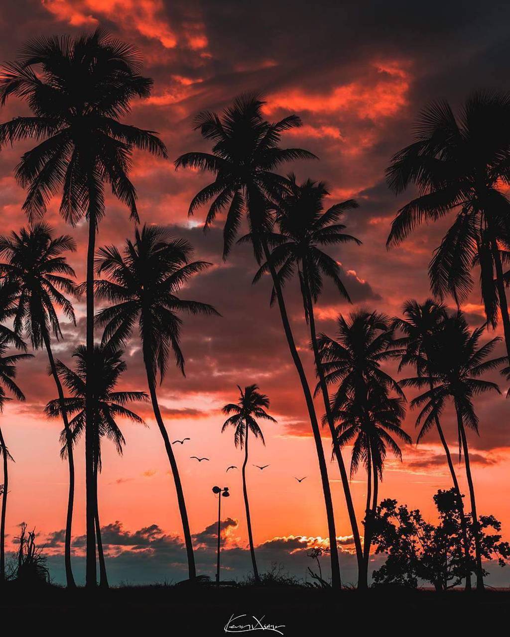 Palm Tree Sunset Wallpapers Top Free Palm Tree Sunset Backgrounds