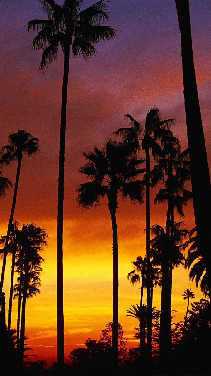 Palm Tree Sunset Wallpapers Top Free Palm Tree Sunset Backgrounds