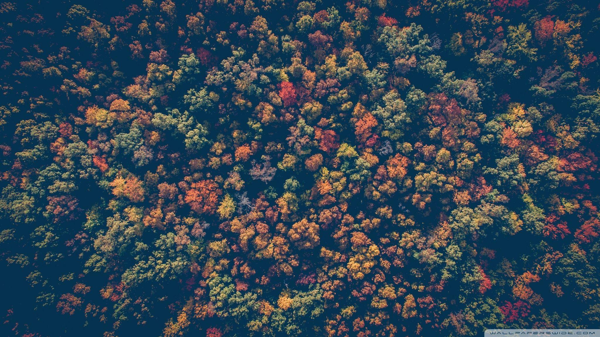 Colorful Forest Wallpapers Top Free Colorful Forest Backgrounds