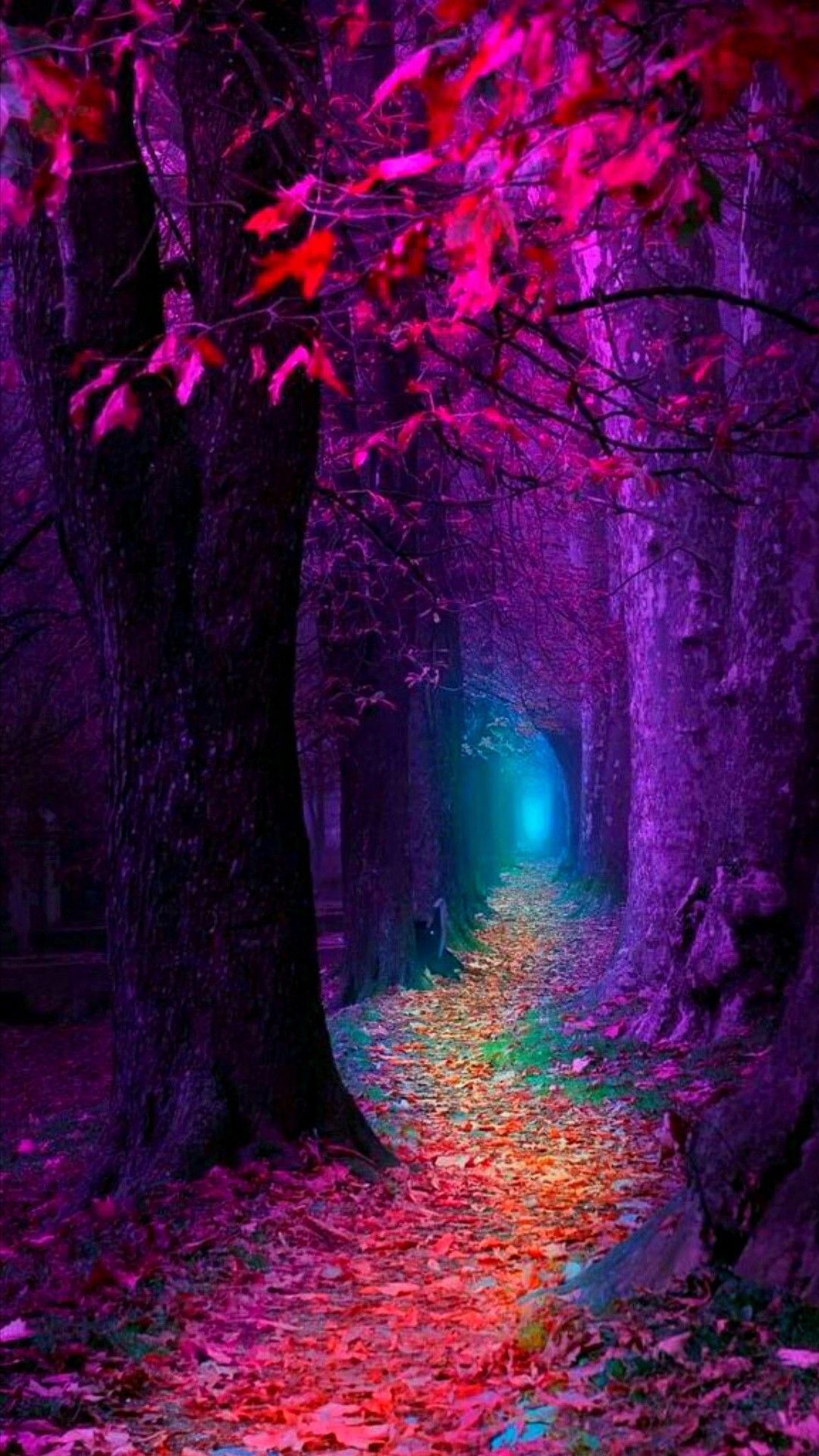 Colorful Forest Wallpapers Top Free Colorful Forest Backgrounds