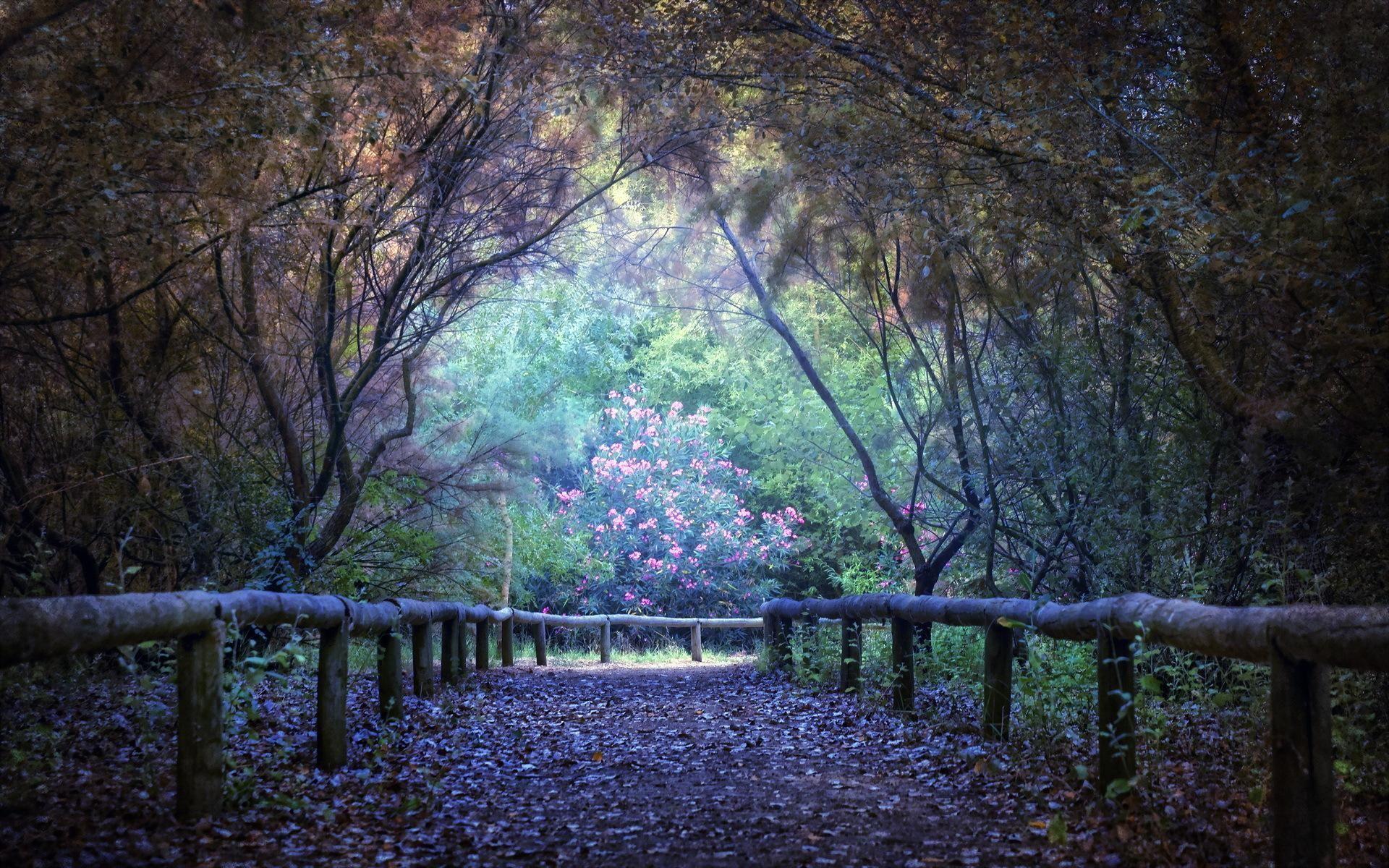 Colorful Forest Wallpapers Top Free Colorful Forest Backgrounds