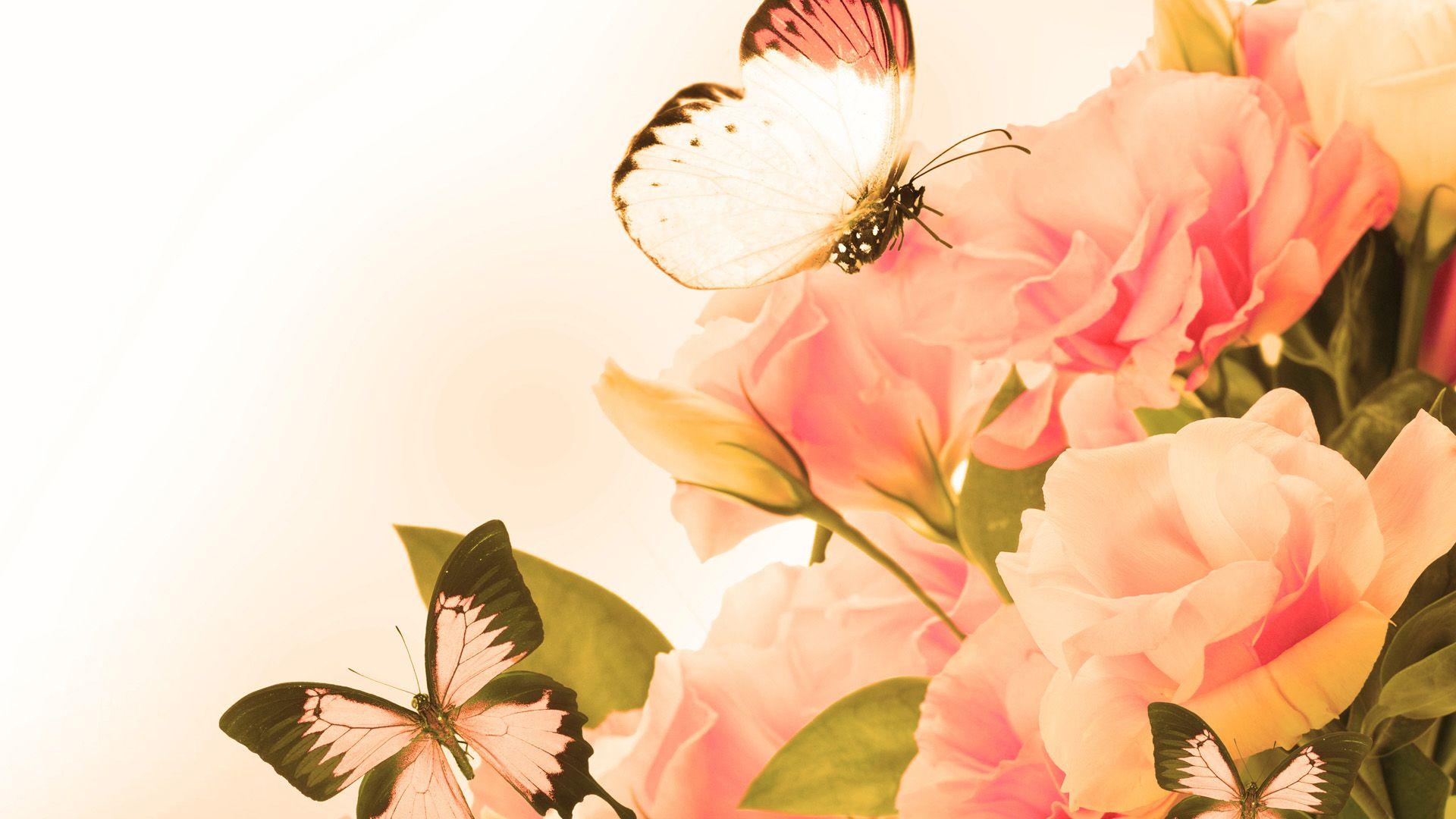 Vintage Rose Wallpapers Top Free Vintage Rose Backgrounds