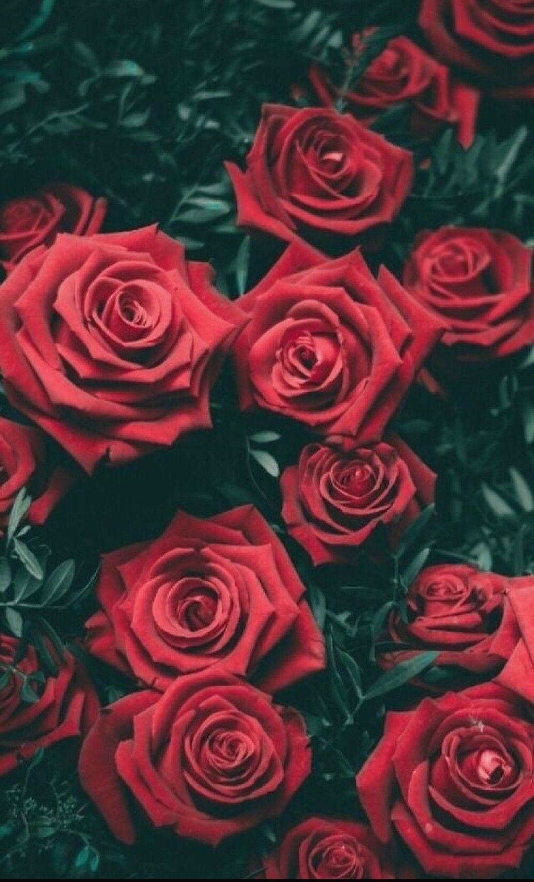 Tumblr Roses HD Wallpapers Top Free Tumblr Roses HD Backgrounds
