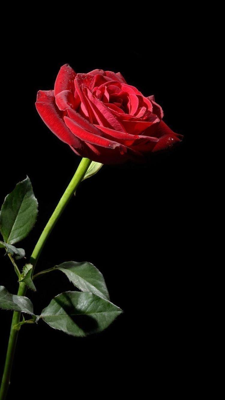 Tumblr Roses HD Wallpapers Top Free Tumblr Roses HD Backgrounds