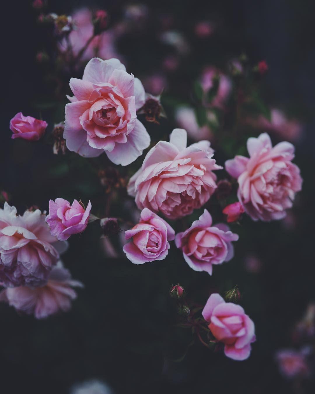Tumblr Roses HD Wallpapers Top Free Tumblr Roses HD Backgrounds