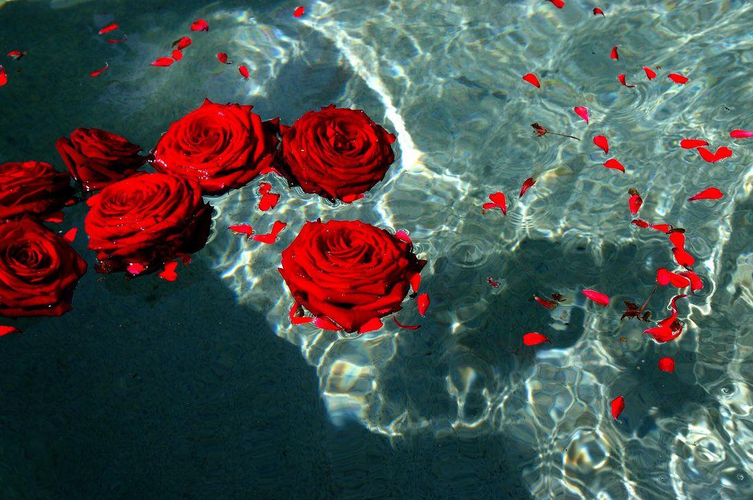 Tumblr Roses HD Wallpapers Top Free Tumblr Roses HD Backgrounds