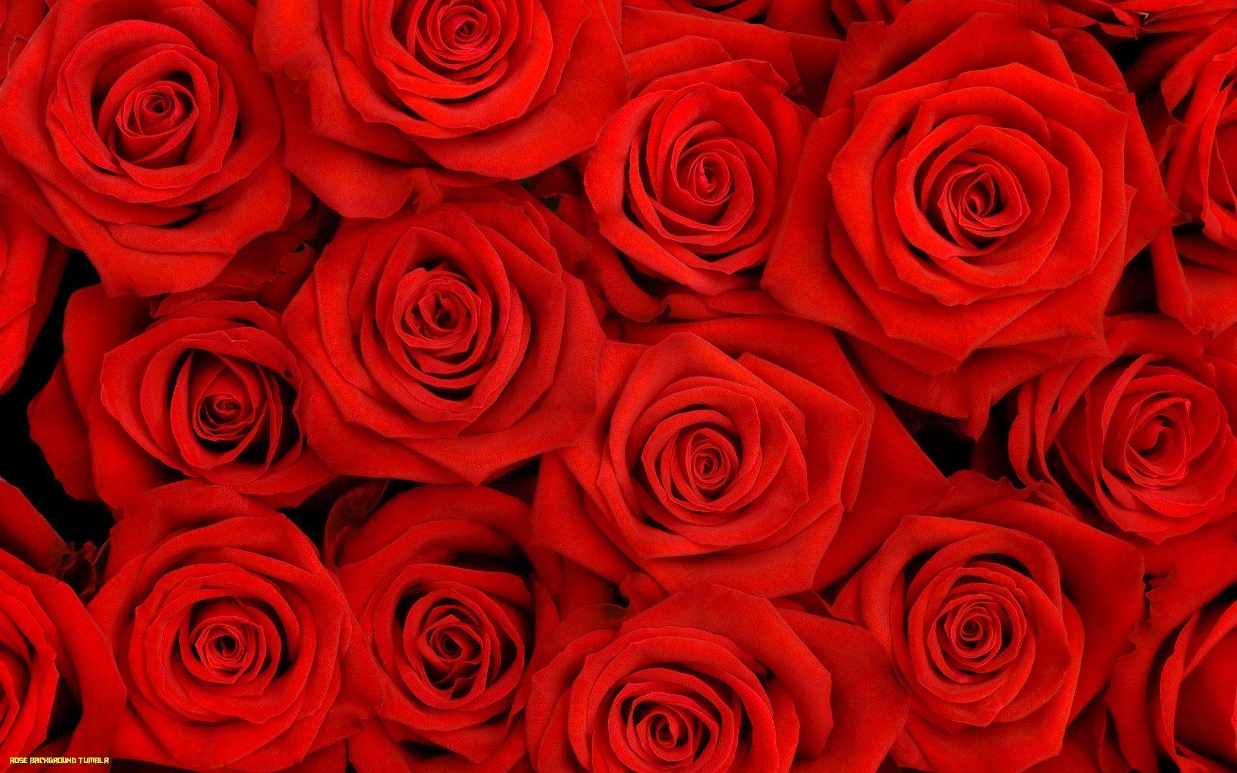 Tumblr Roses HD Wallpapers Top Free Tumblr Roses HD Backgrounds