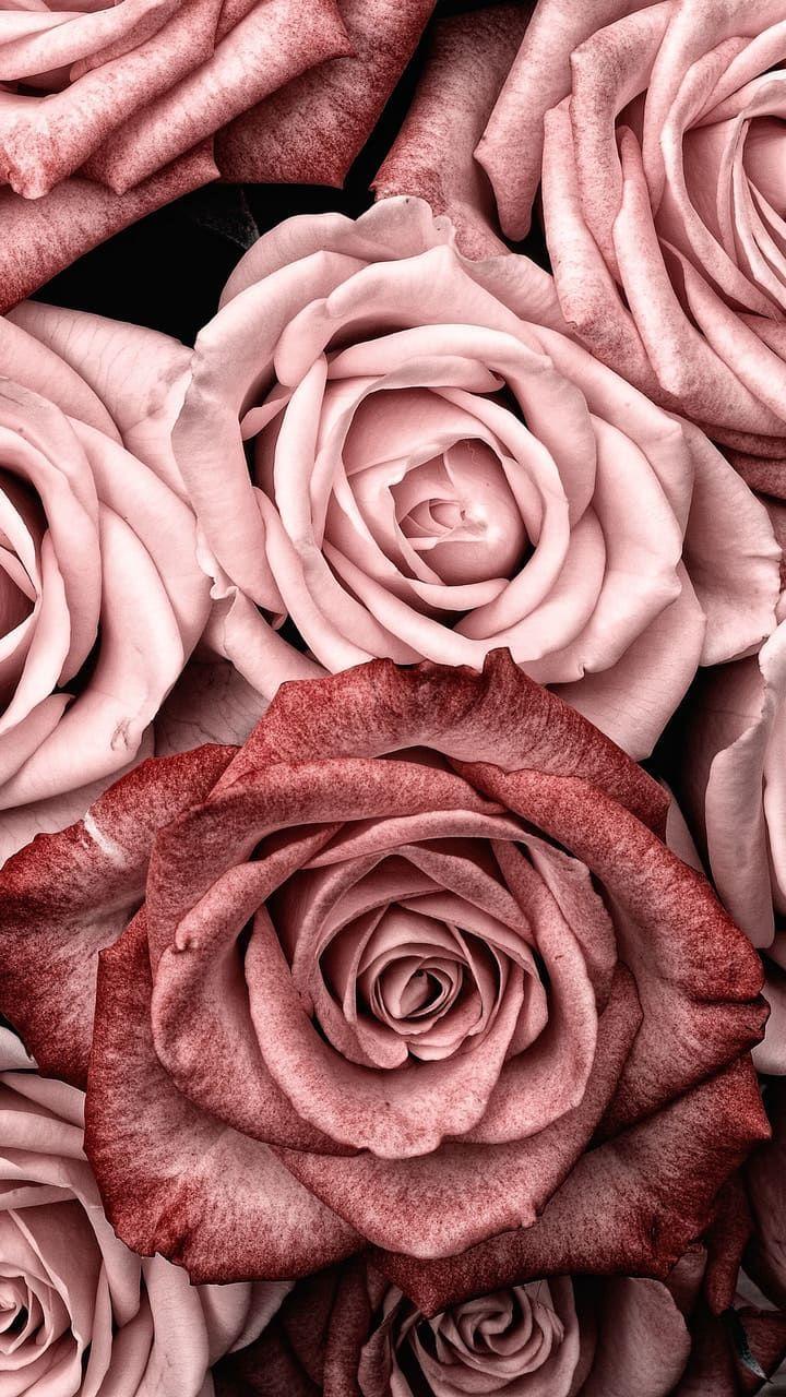Tumblr Roses HD Wallpapers Top Free Tumblr Roses HD Backgrounds