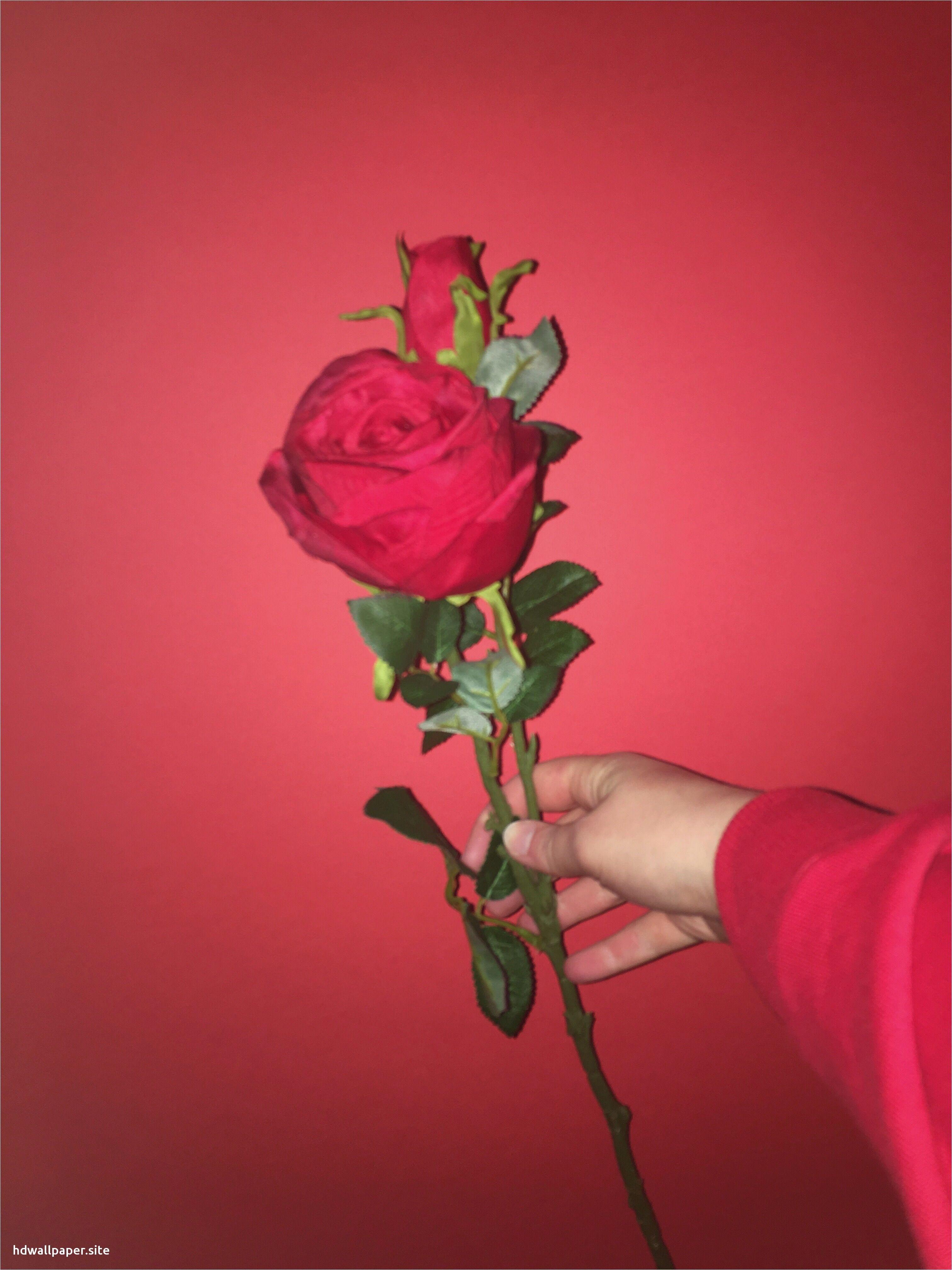 Tumblr Roses HD Wallpapers Top Free Tumblr Roses HD Backgrounds