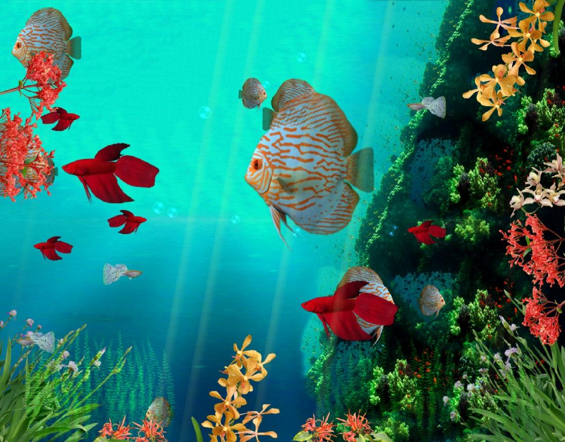 3D Fish Desktop Wallpapers Top Free 3D Fish Desktop Backgrounds