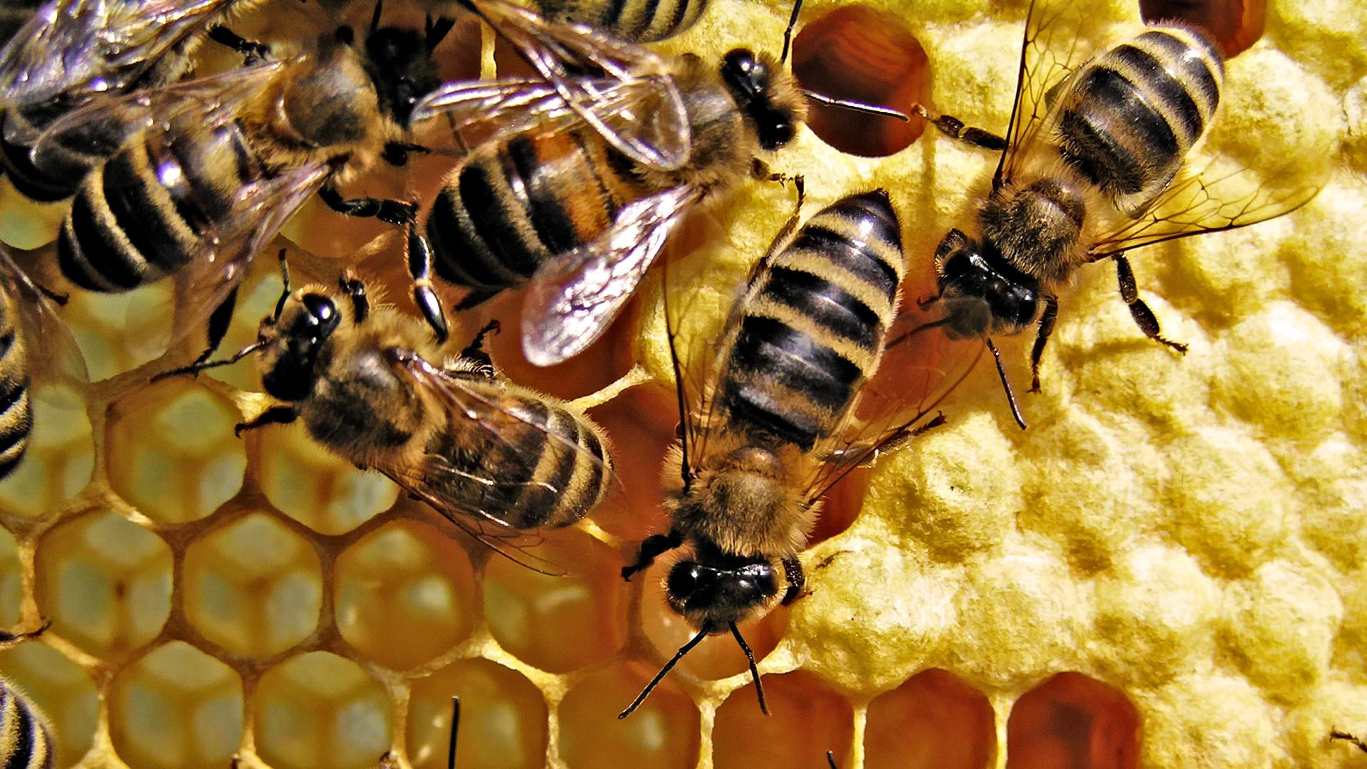 Yellow Honey Bee Wallpapers Top Free Yellow Honey Bee Backgrounds