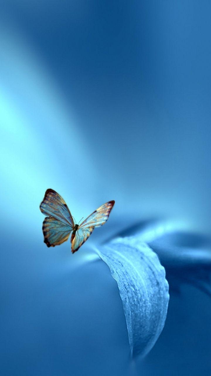 Butterfly Mobile Wallpapers Top Free Butterfly Mobile Backgrounds