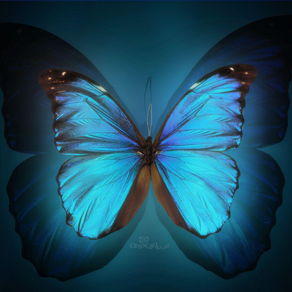 Butterfly Mobile Wallpapers Top Free Butterfly Mobile Backgrounds