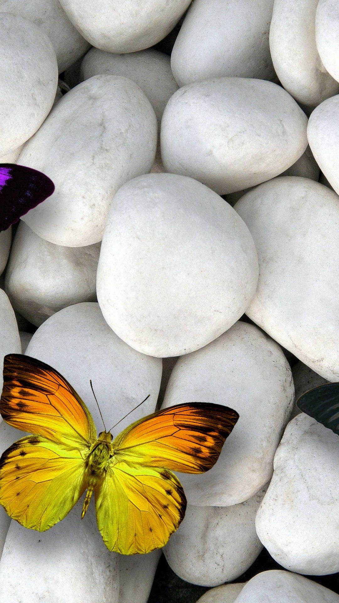 Butterfly Mobile Wallpapers Top Free Butterfly Mobile Backgrounds