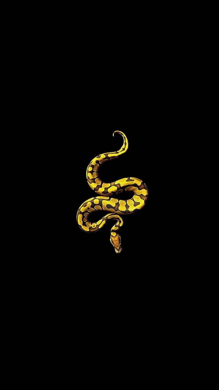 Gold Snake Wallpapers Top Free Gold Snake Backgrounds WallpaperAccess