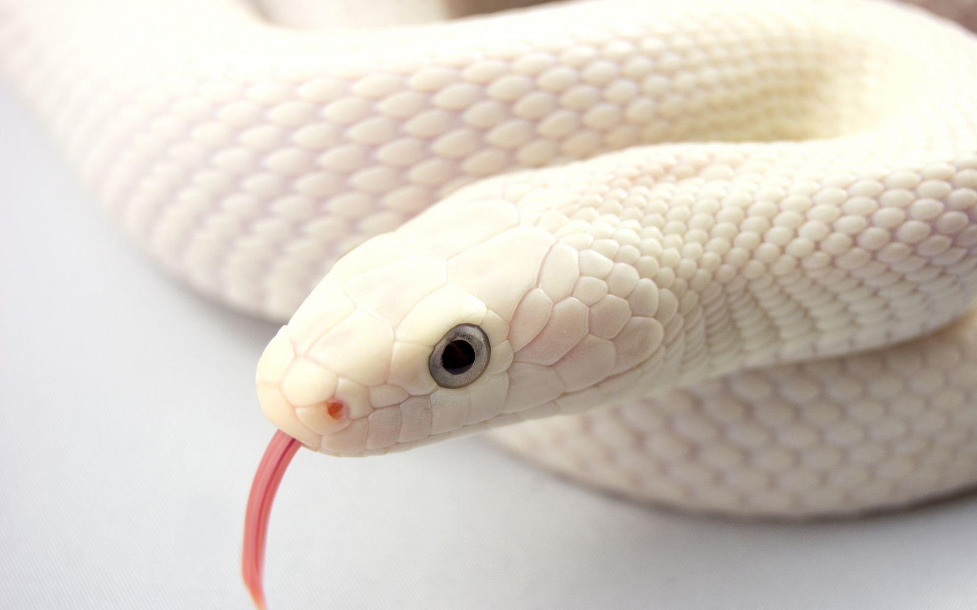 White Snakes Wallpapers Top Free White Snakes Backgrounds