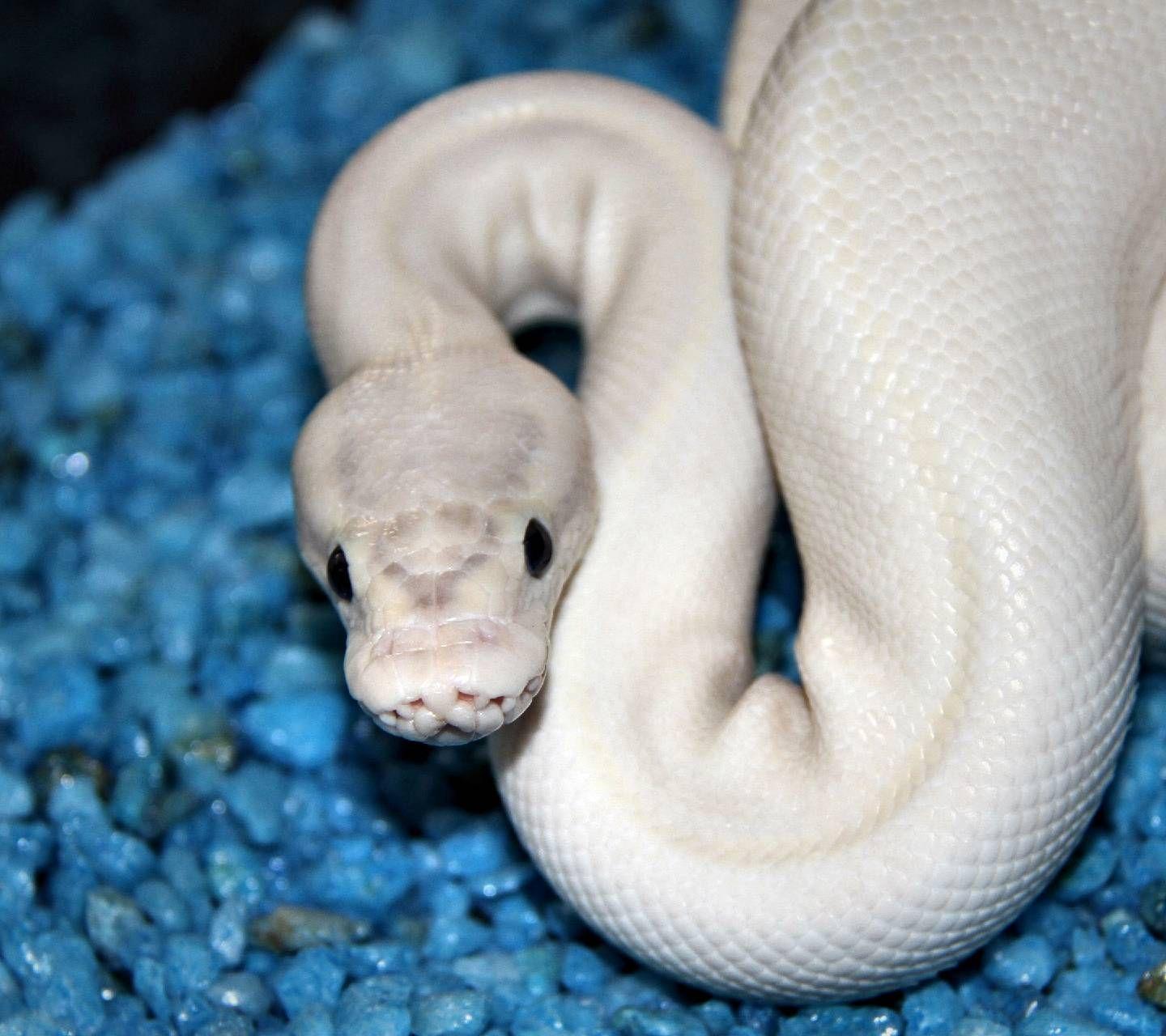 White Snakes Wallpapers Top Free White Snakes Backgrounds