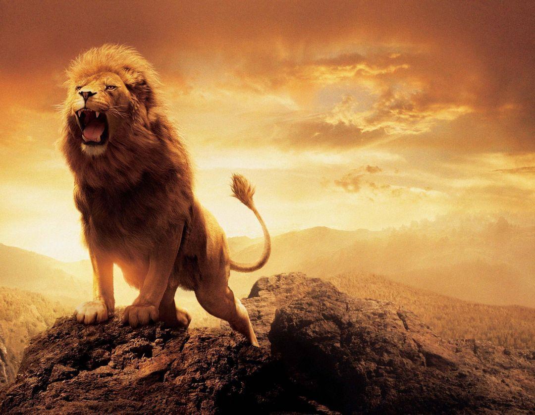 Epic Animals Wallpapers Top Free Epic Animals Backgrounds